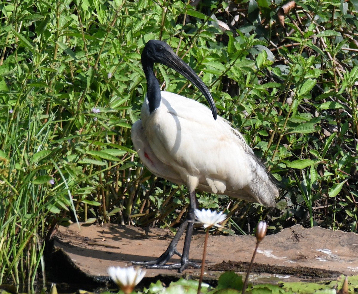 Ibis burubeltza - ML644579666