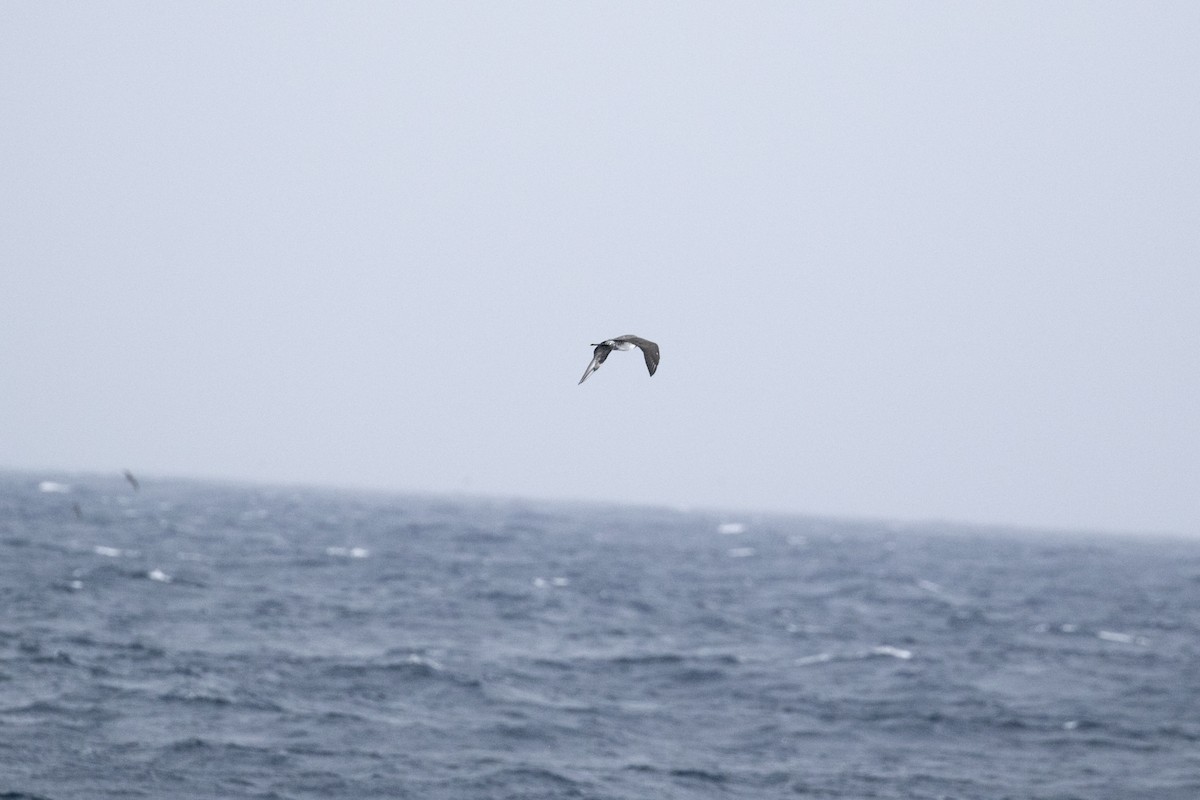 polarjo - ML644579670