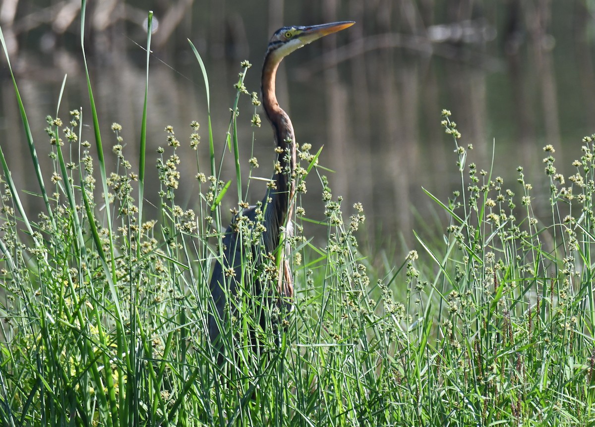 Koartza gorria - ML644579673