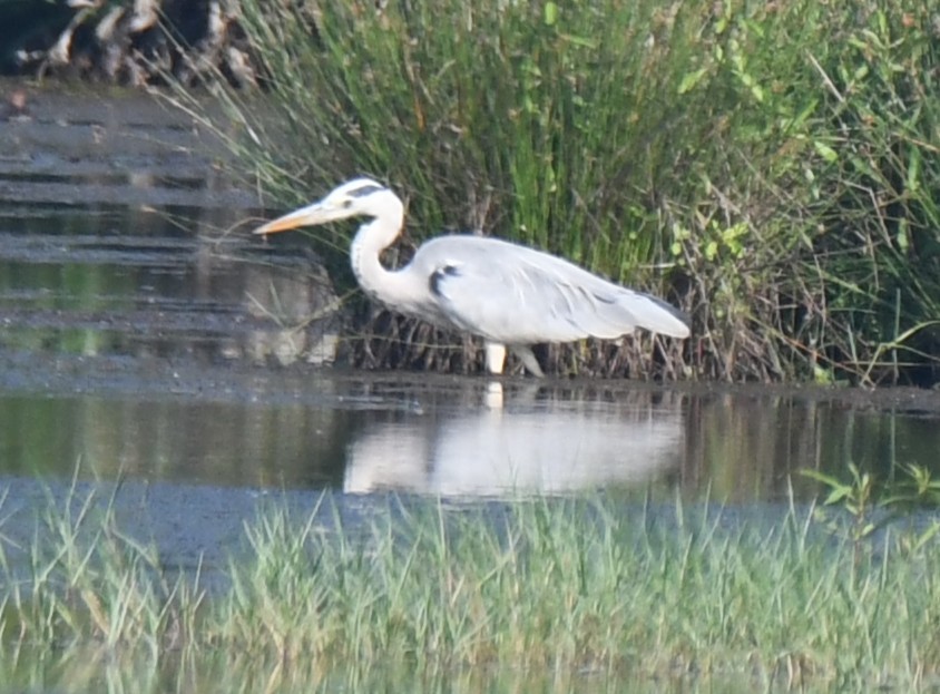 Koartza hauskara - ML644579675