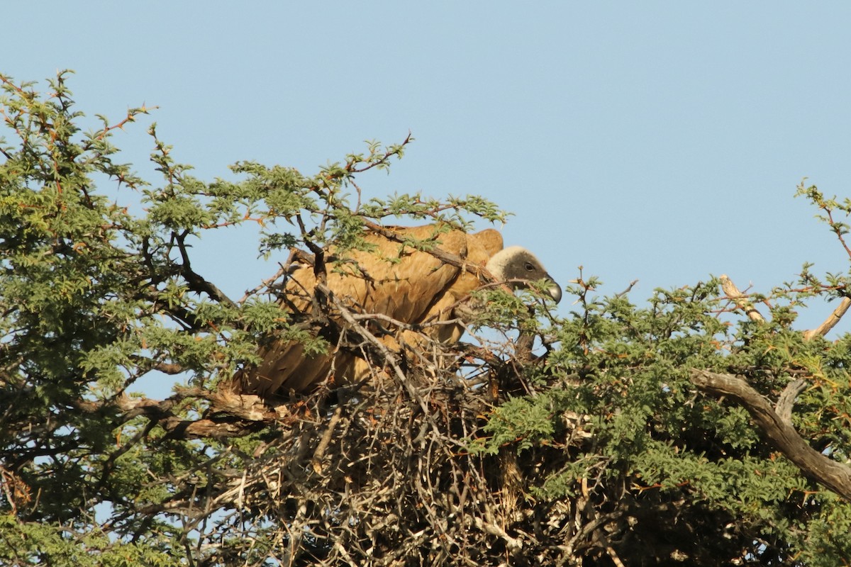 Buitre Dorsiblanco Africano - ML644579677