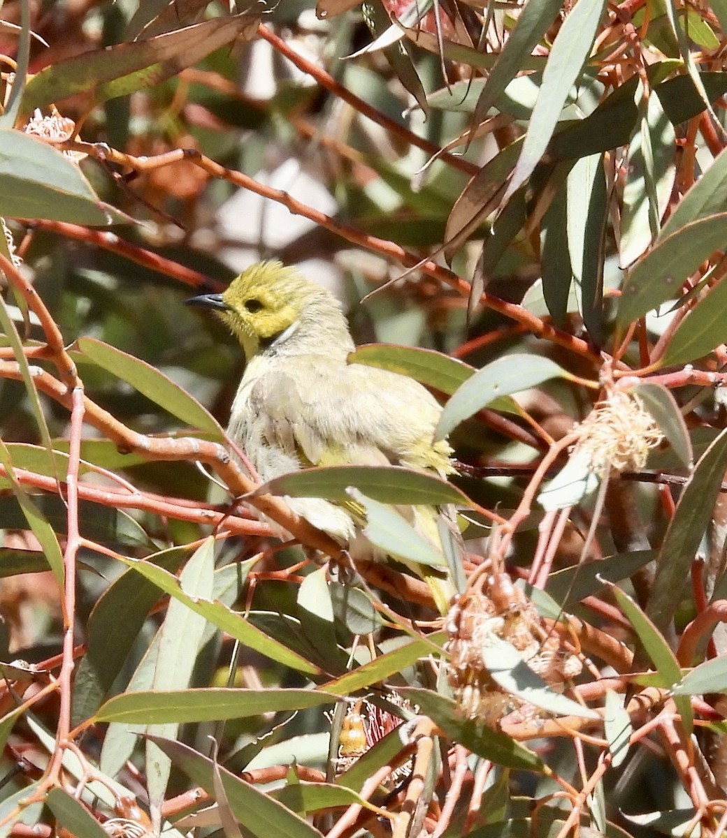 Медник блідий - ML644579681