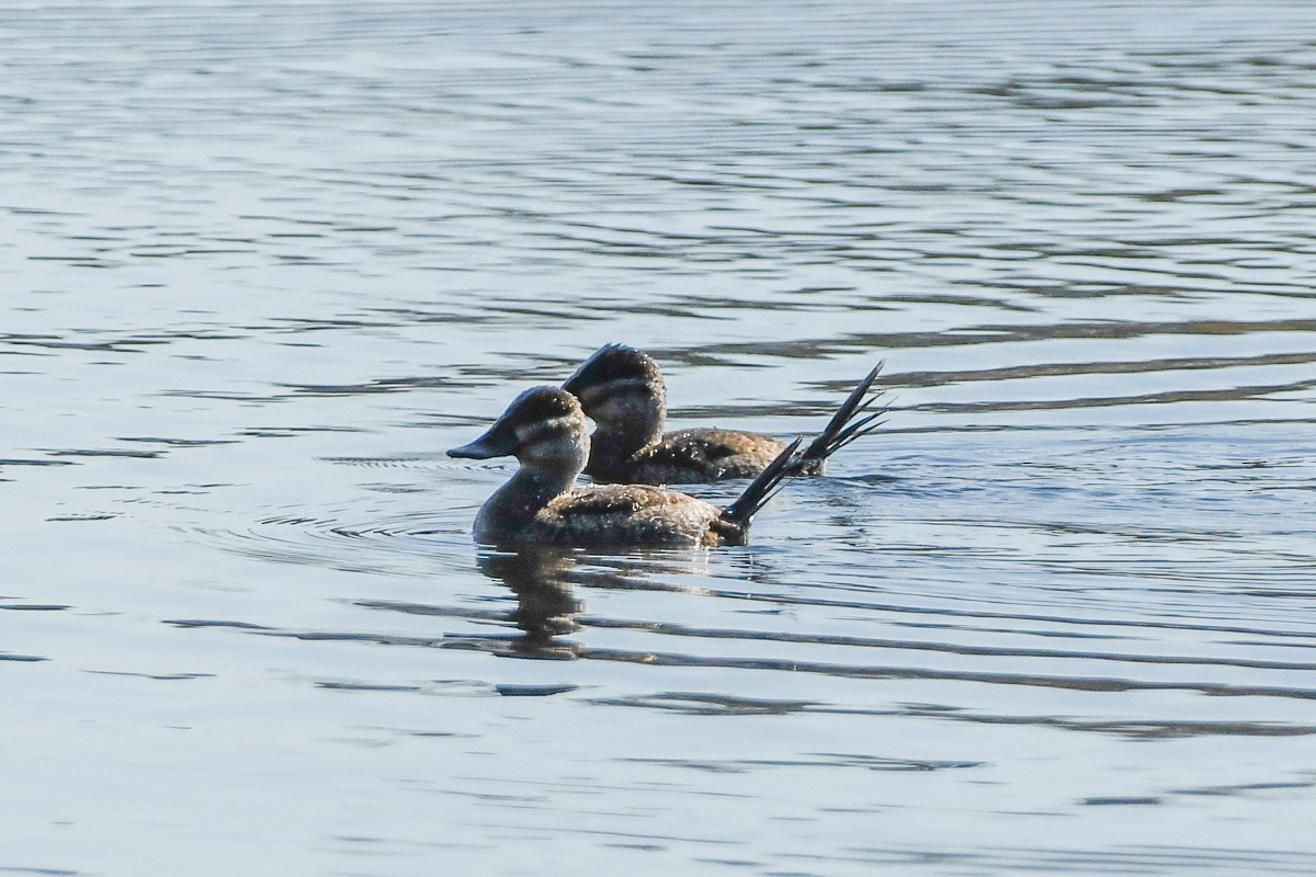 Американская савка - ML644579687