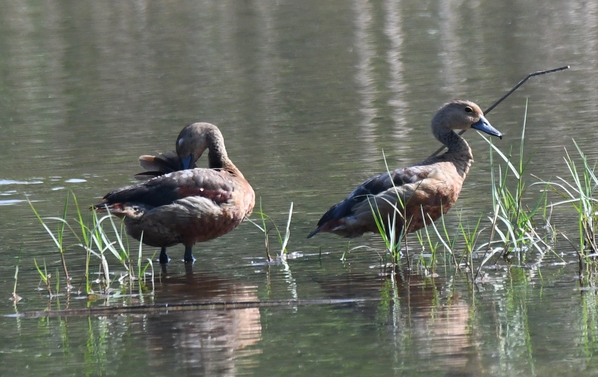 Модны анхир - ML644579710