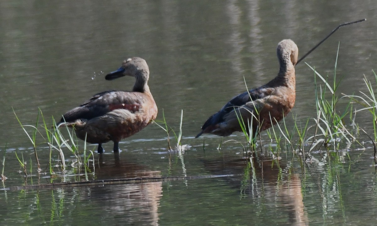 Модны анхир - ML644579716