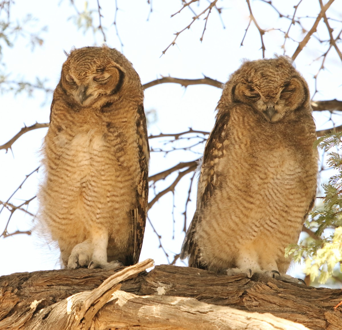 Spotted Eagle-Owl - ML644579717