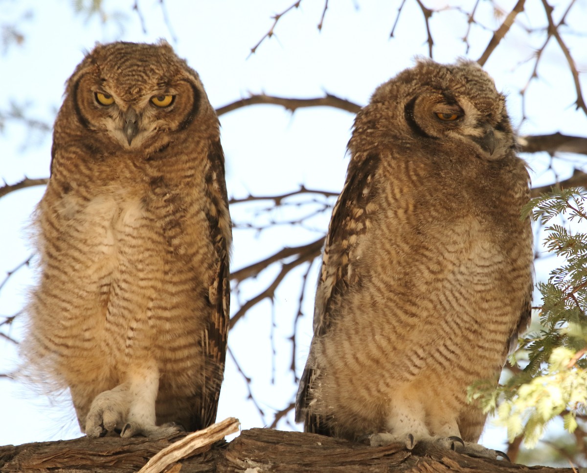 Spotted Eagle-Owl - ML644579718