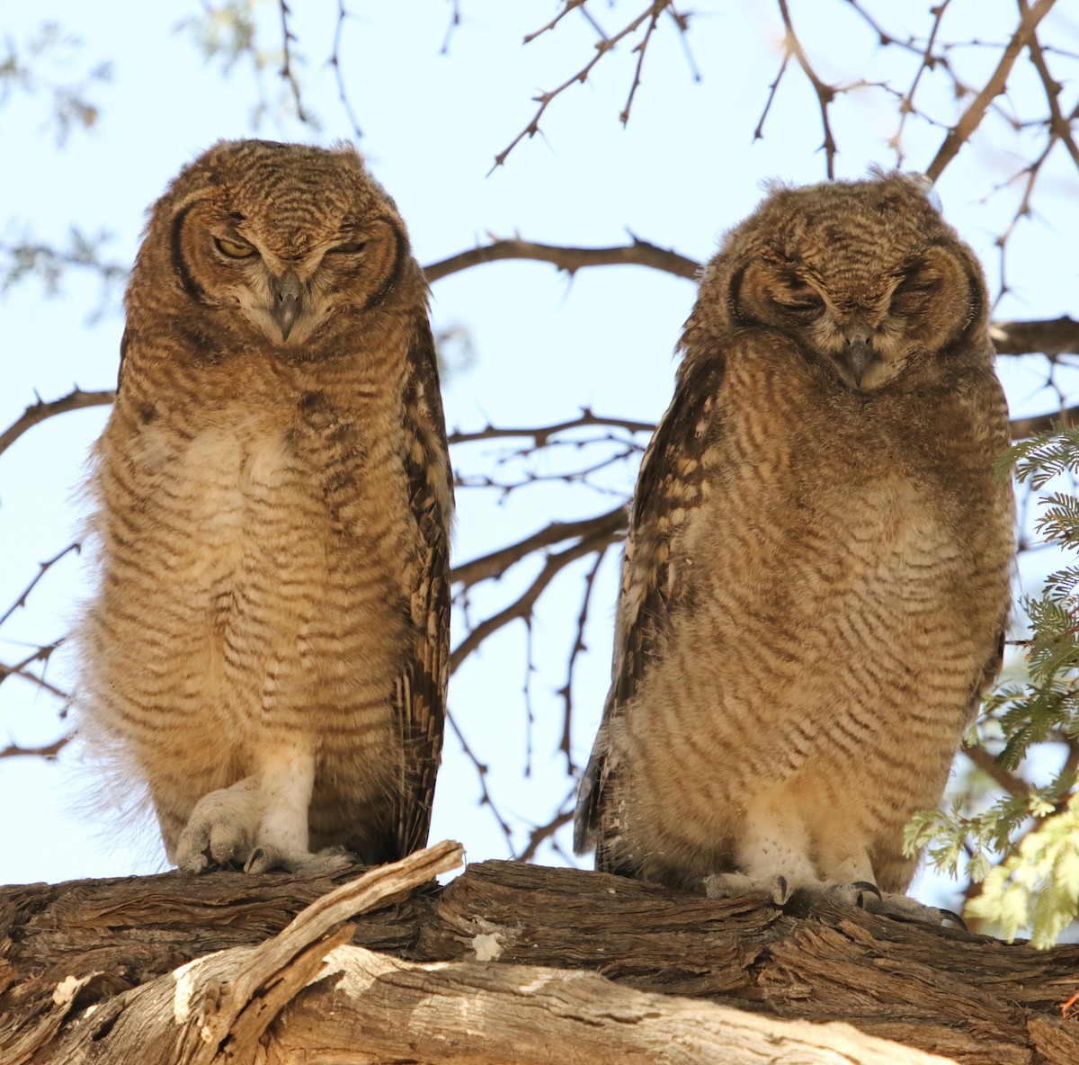 Spotted Eagle-Owl - ML644579719