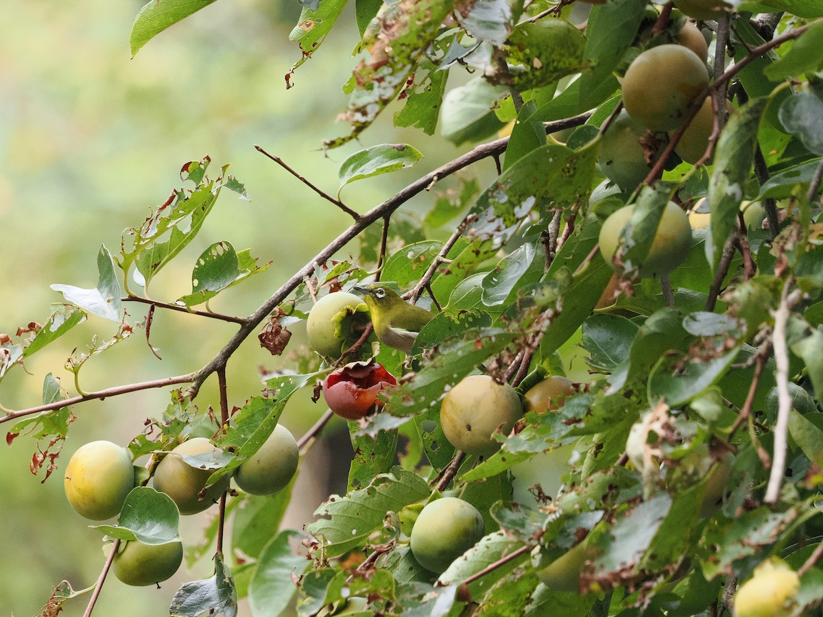Anteojitos Japonés - ML644579720