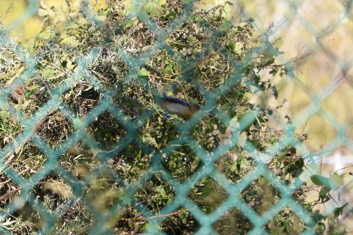 Baltimore Oriole - ML644579722