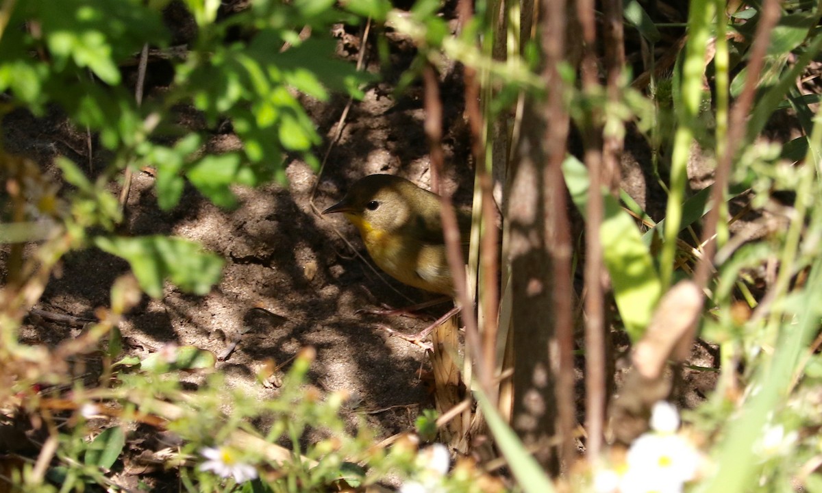 Common Yellowthroat - ML644579738