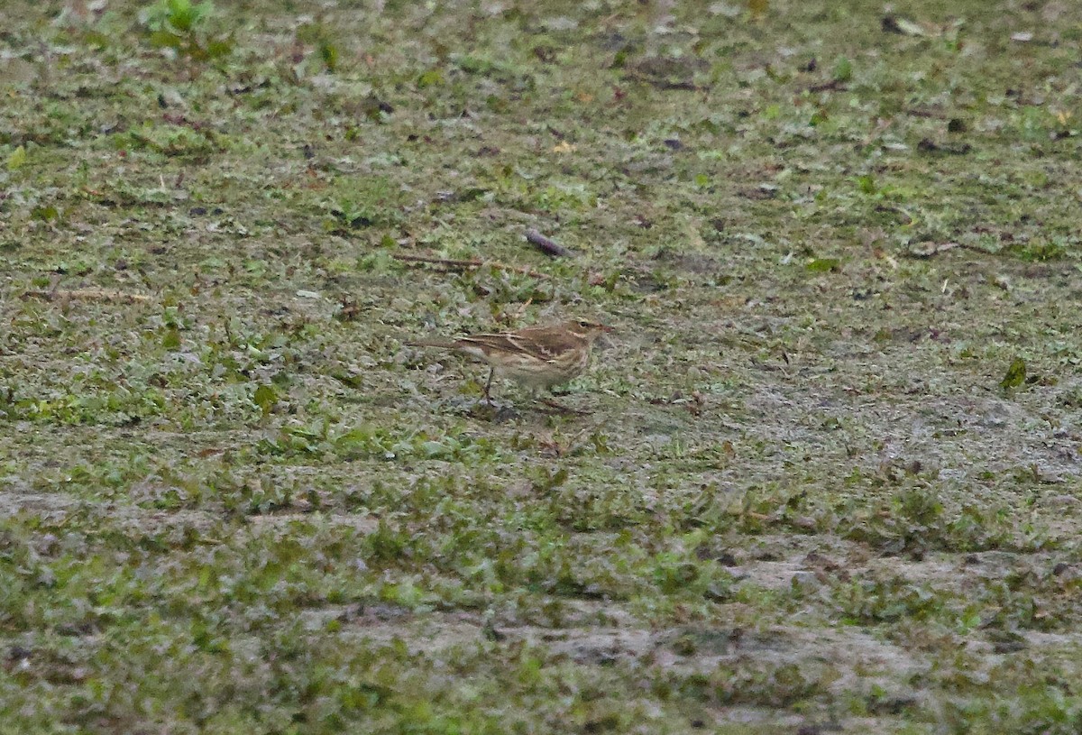 Water Pipit - ML644579740