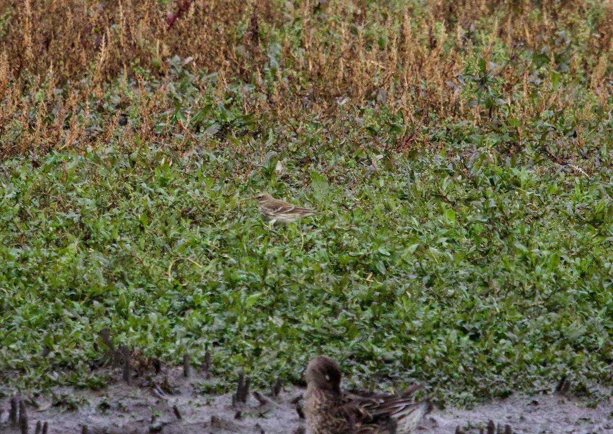 Water Pipit - ML644579741