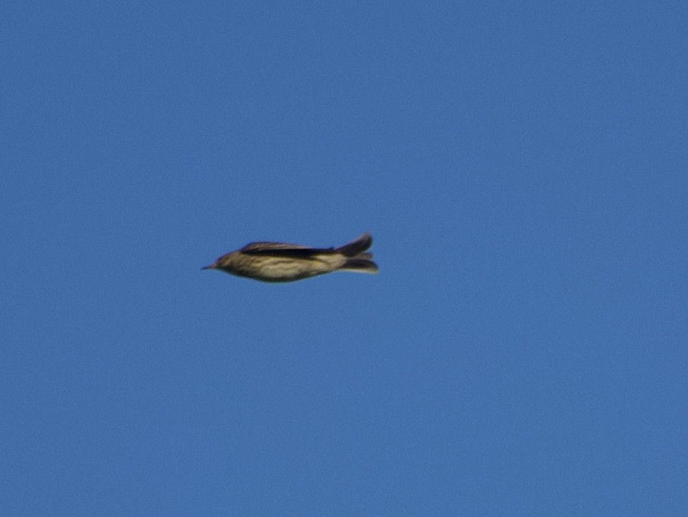 Bisbita Pratense - ML644579744