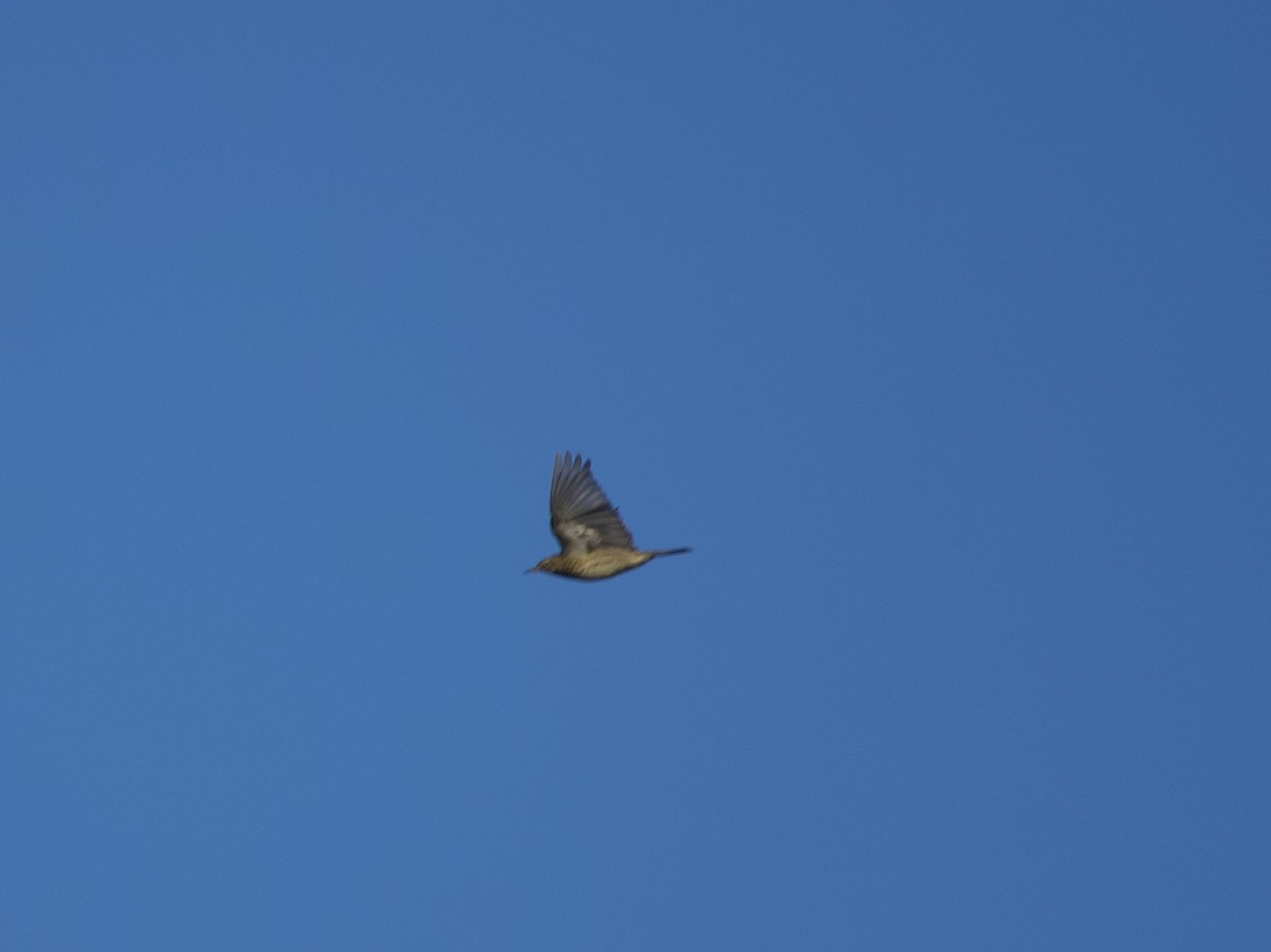 Bisbita Pratense - ML644579745