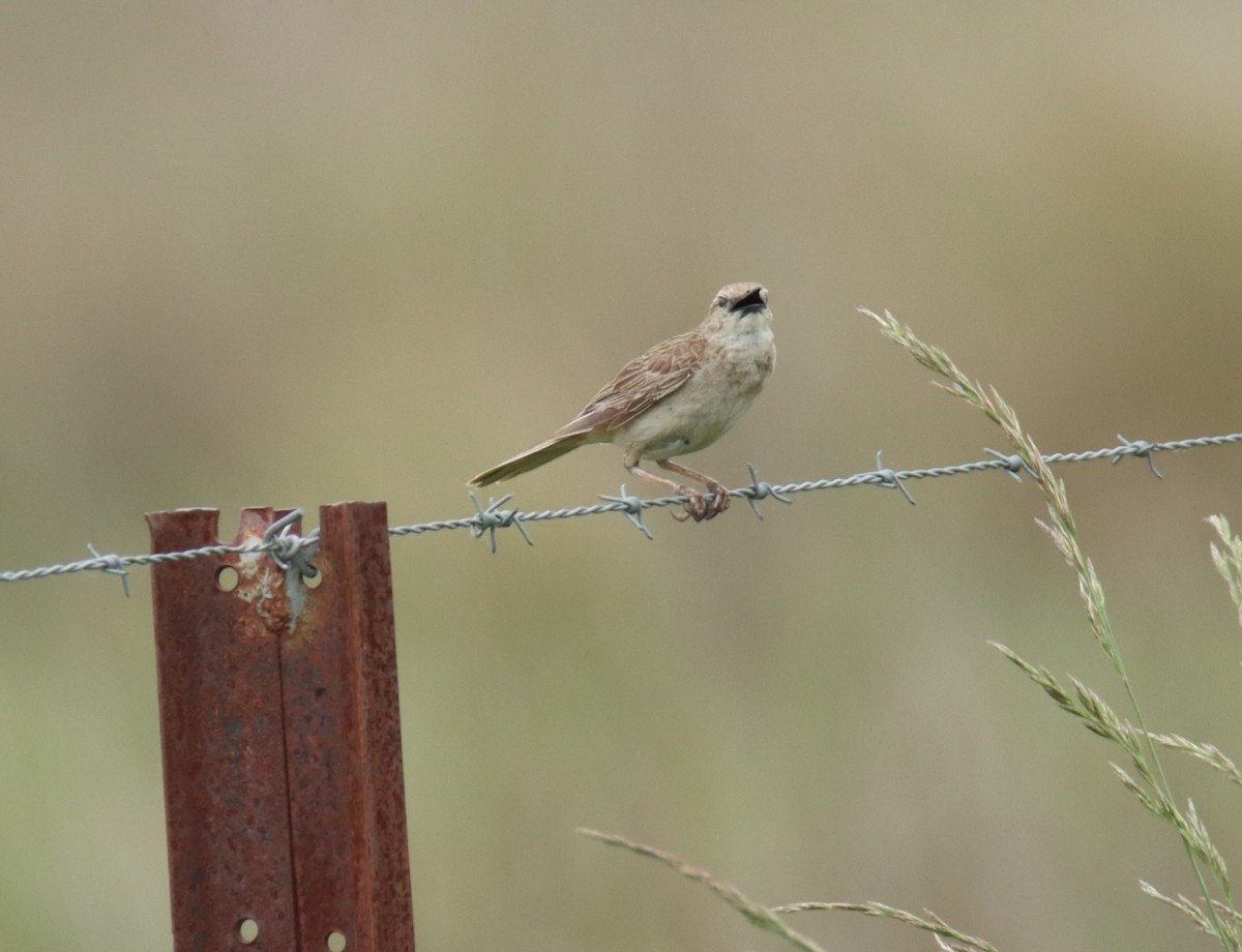 Rufous Songlark - ML644579750
