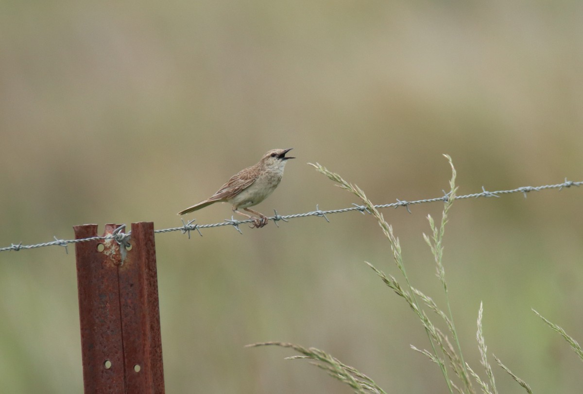 Rufous Songlark - ML644579752