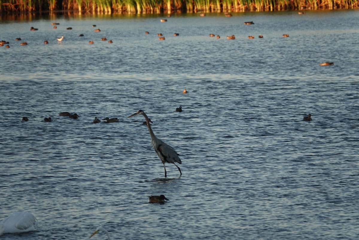 Great Blue Heron - ML644579753