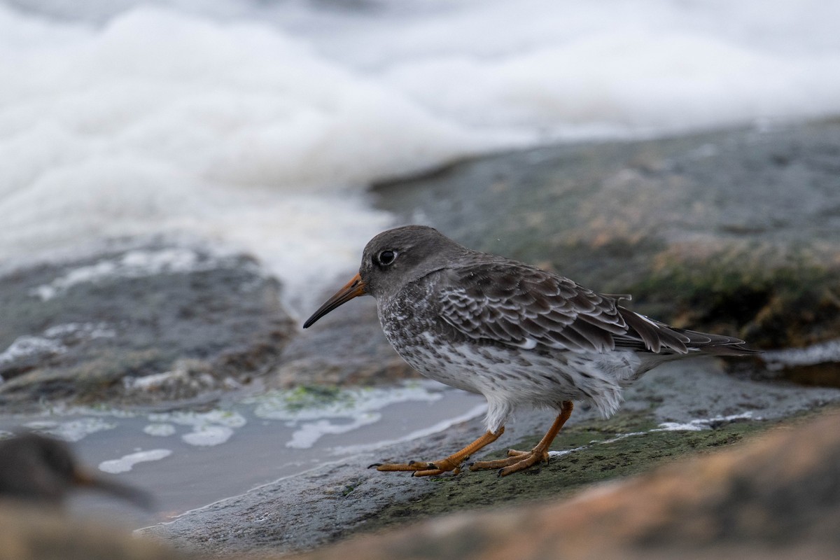 Purple Sandpiper - ML644579755