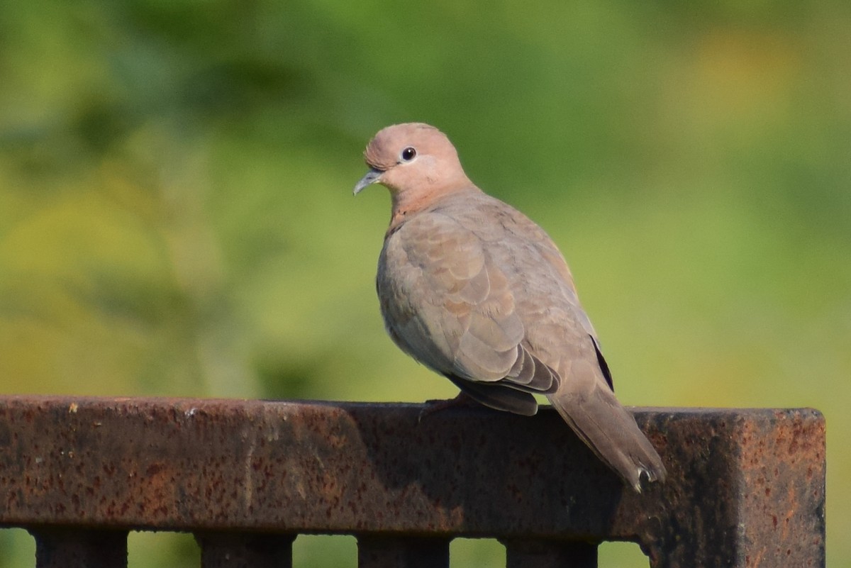 Laughing Dove - ML644579764