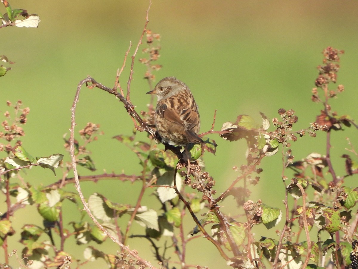 Dunnock - ML644579765