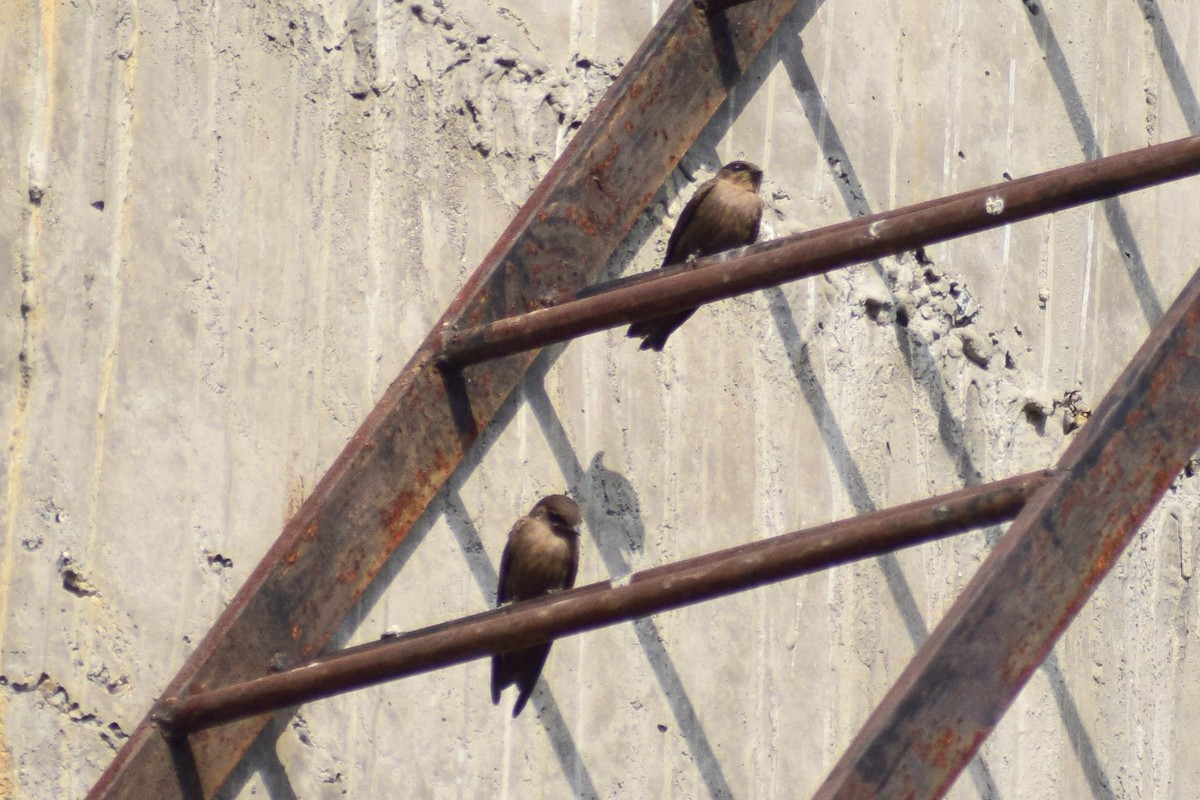 Dusky Crag-Martin - ML644579766