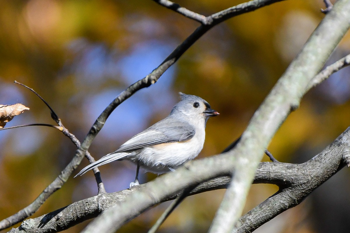 gråduskmeis - ML644579773