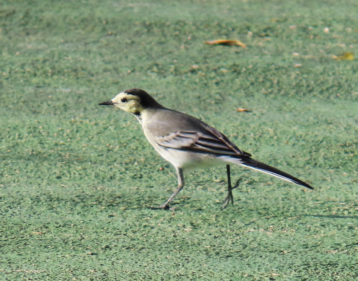 Bergeronnette grise - ML644579774