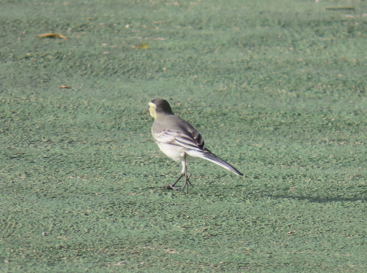 Bergeronnette grise - ML644579775