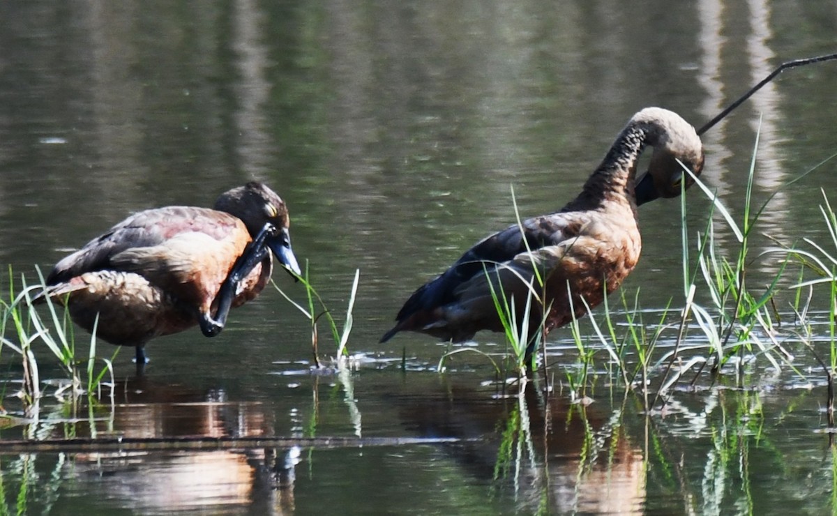 Модны анхир - ML644579778