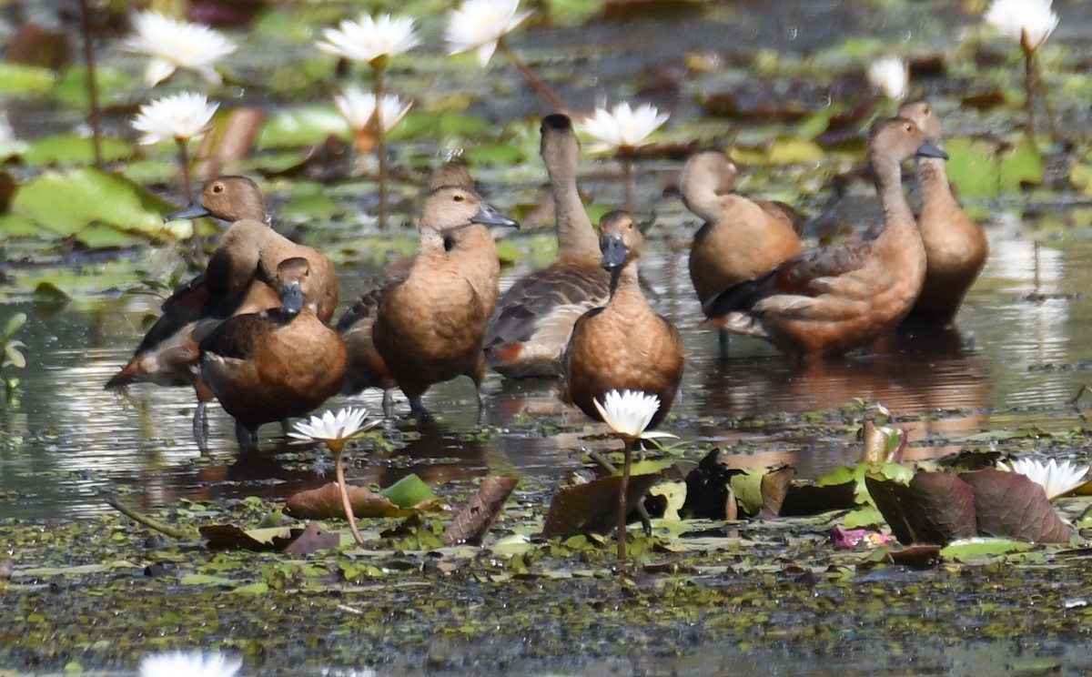 Модны анхир - ML644579780