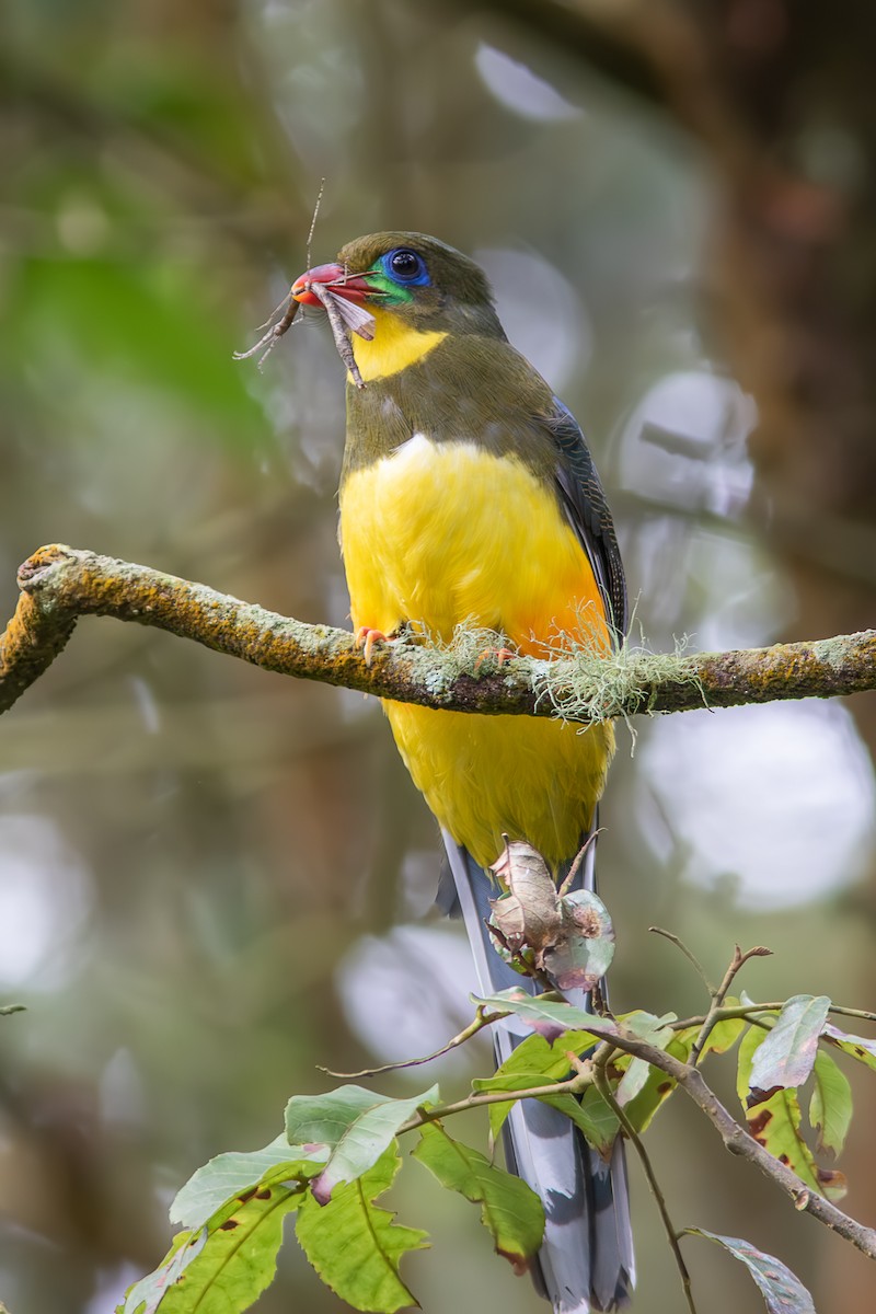 Трогон яванський - ML644579781