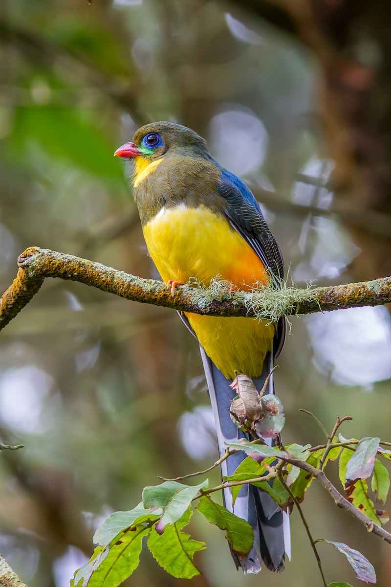 Трогон яванський - ML644579782