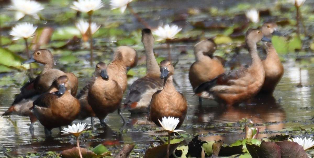 Модны анхир - ML644579784