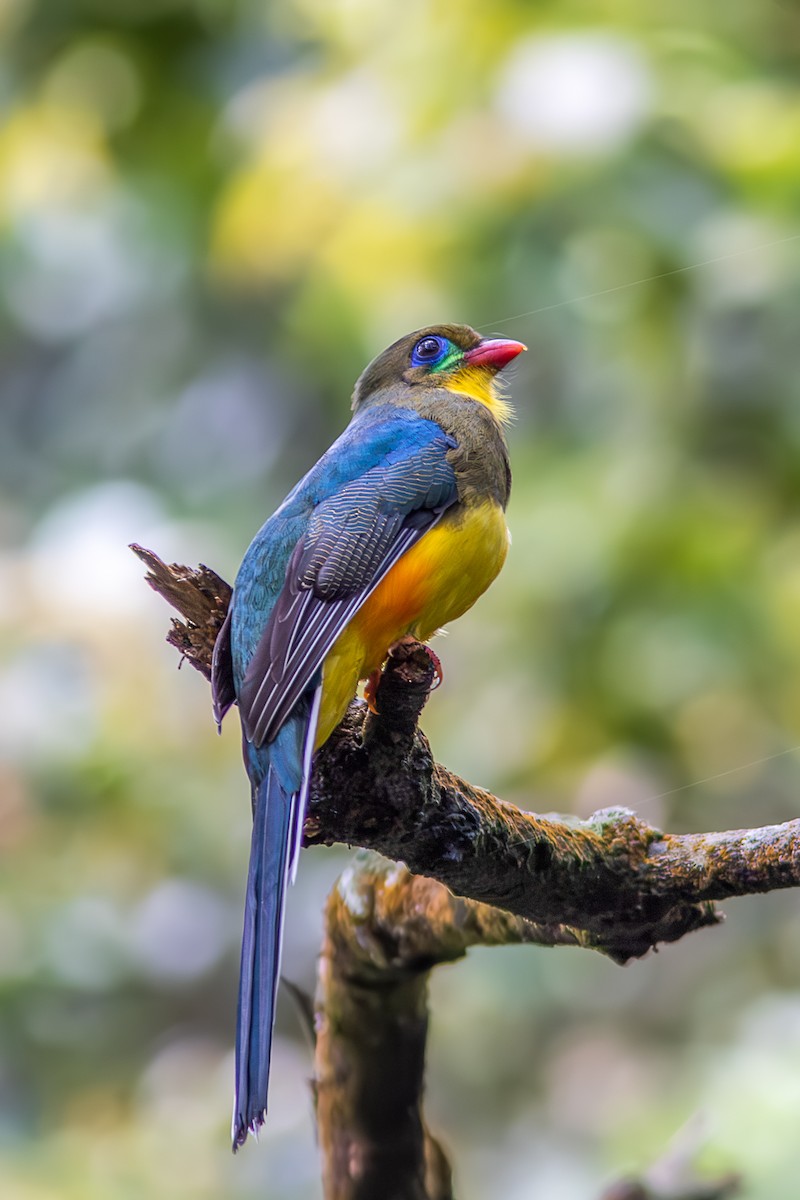 Трогон яванський - ML644579786