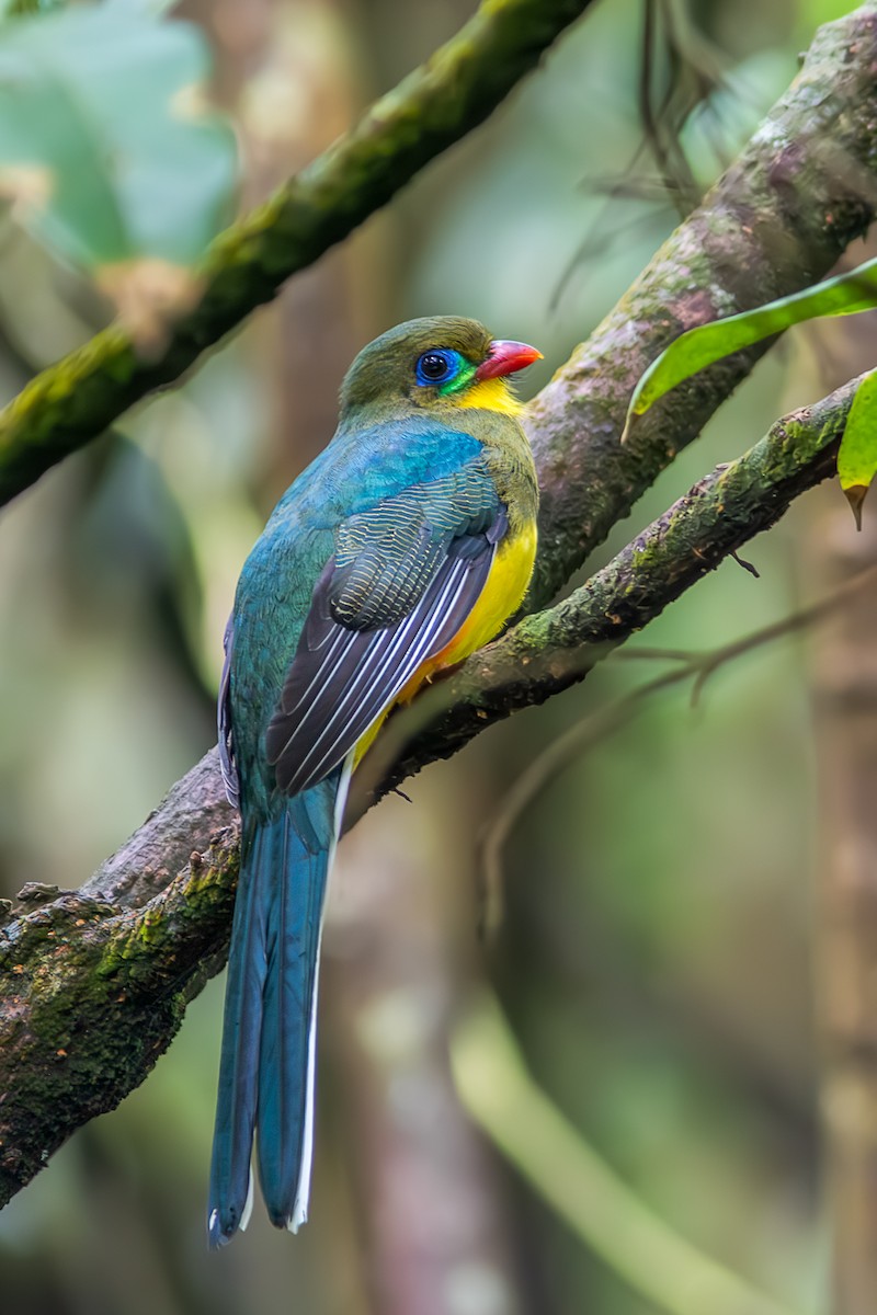 Трогон яванський - ML644579787