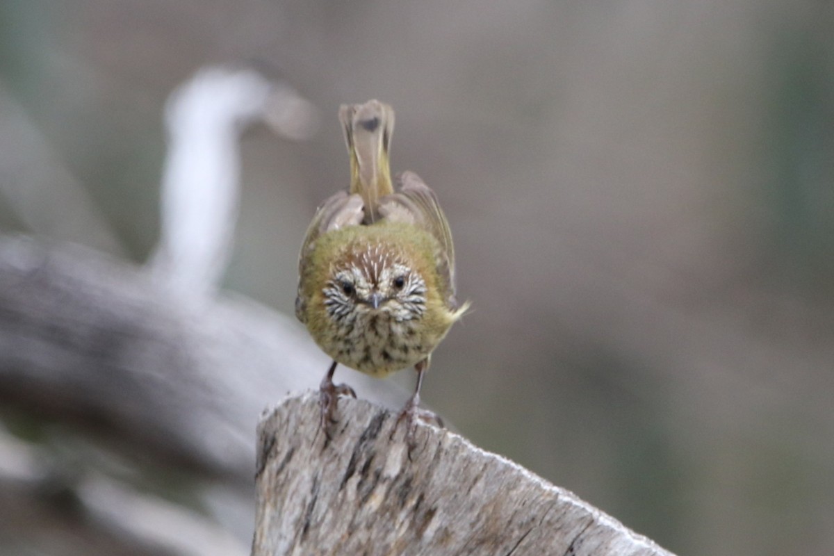 Striated Thornbill - ML644579788