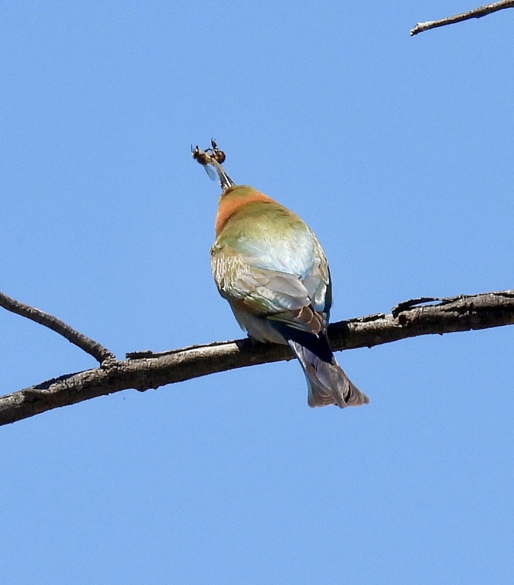 Guêpier arc-en-ciel - ML644579792