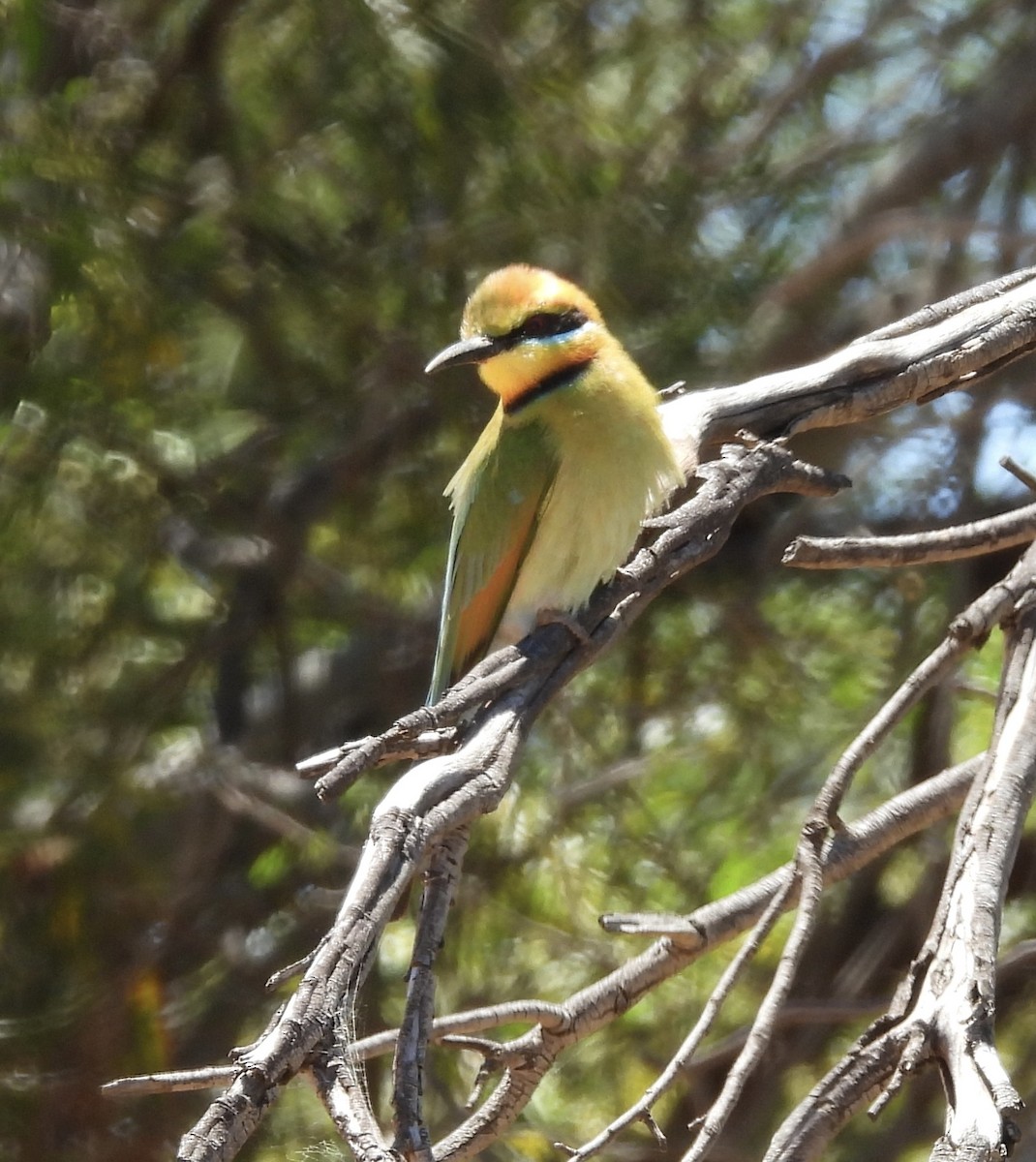 Guêpier arc-en-ciel - ML644579793