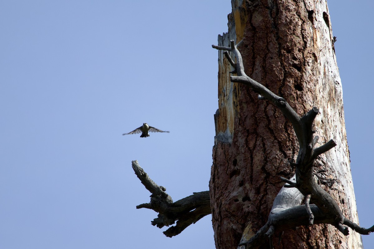 White-breasted Nuthatch - ML644579795