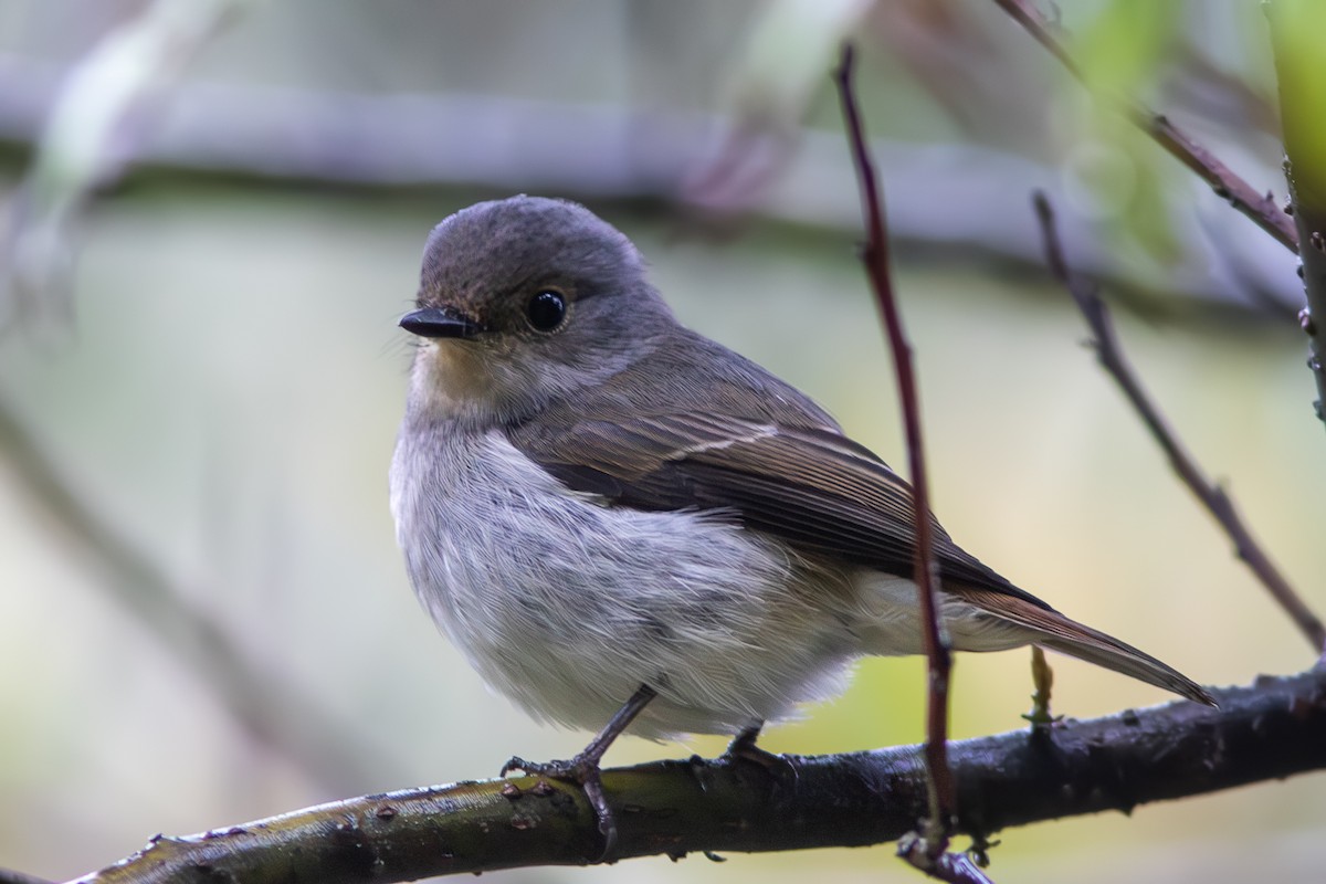 Little Pied Flycatcher - ML644579797