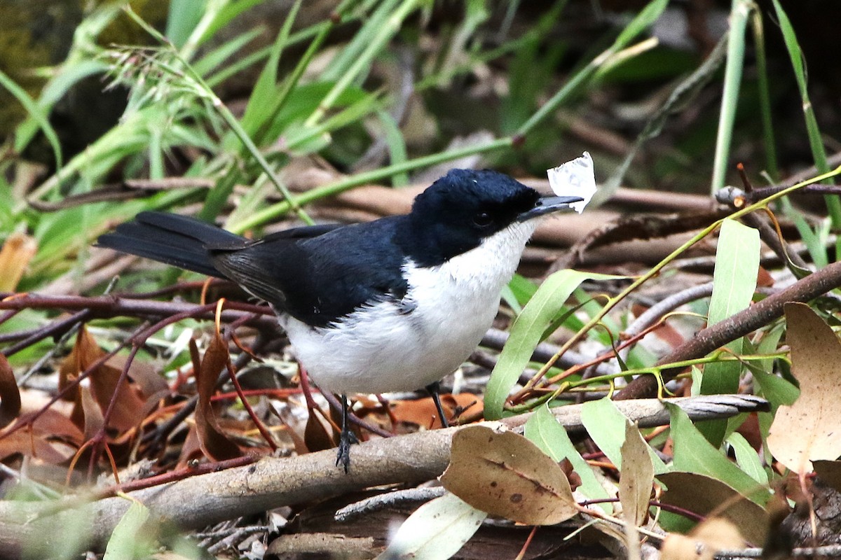 Restless Flycatcher - ML644579800