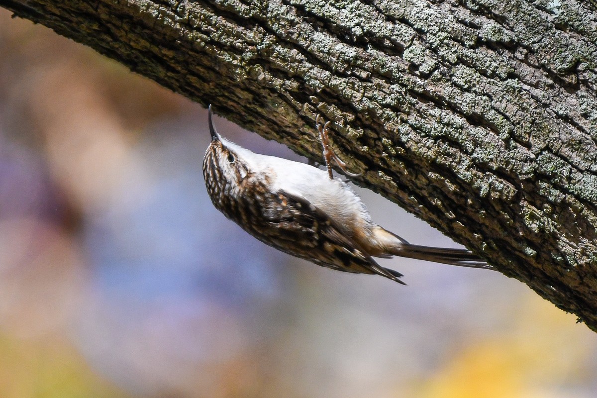 amerikatrekryper - ML644579801