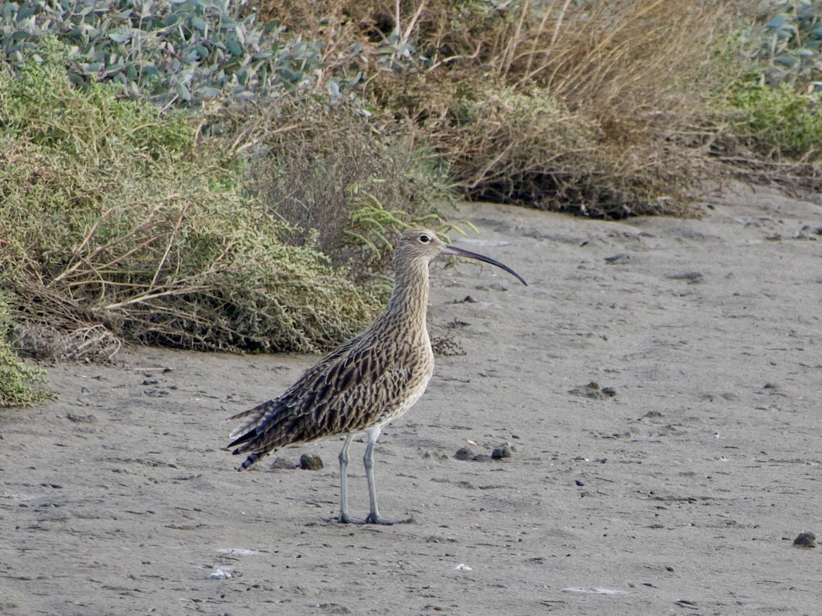 Eurasian Curlew - ML644579805