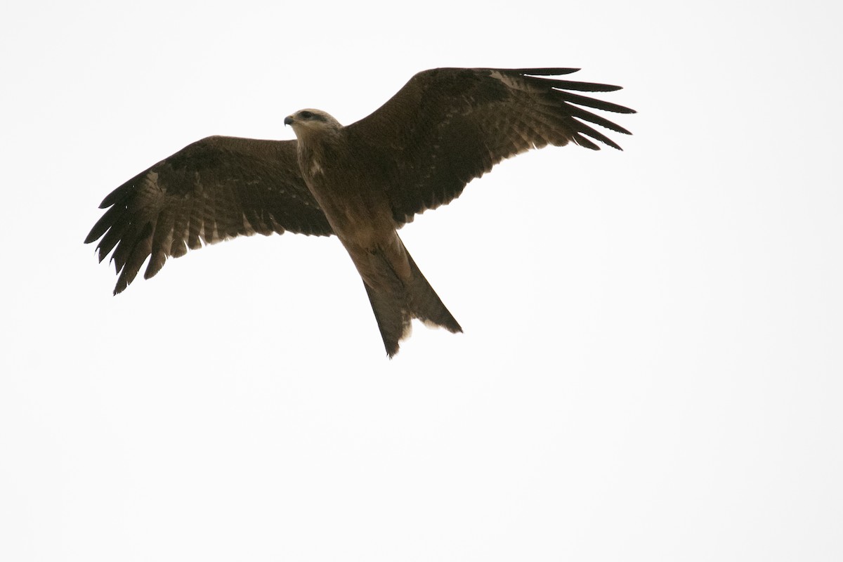 דיה שחורה (מערבית) - ML644579808