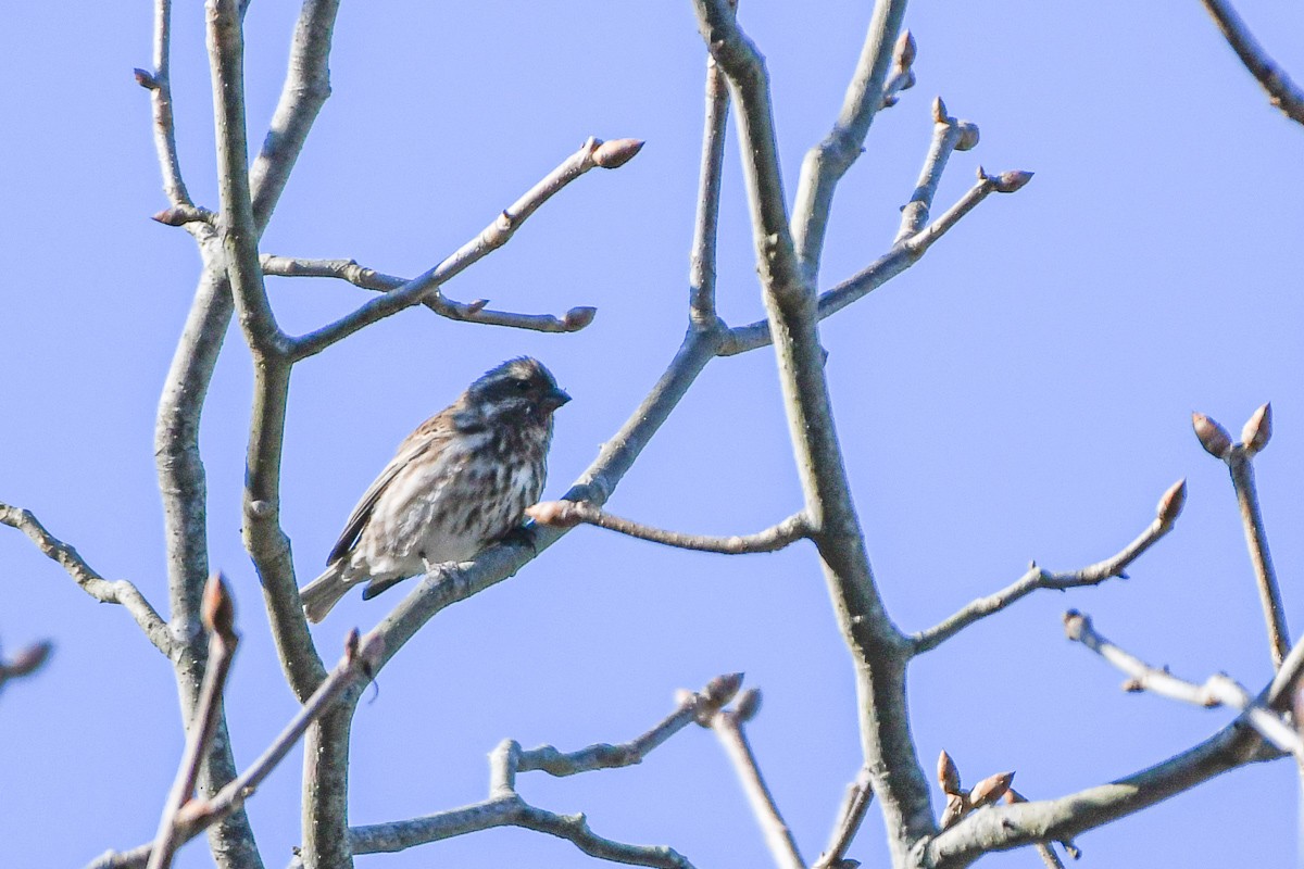 Purple Finch - ML644579809