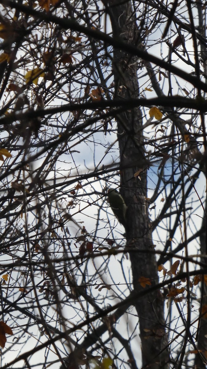 žluna zelená - ML644579811