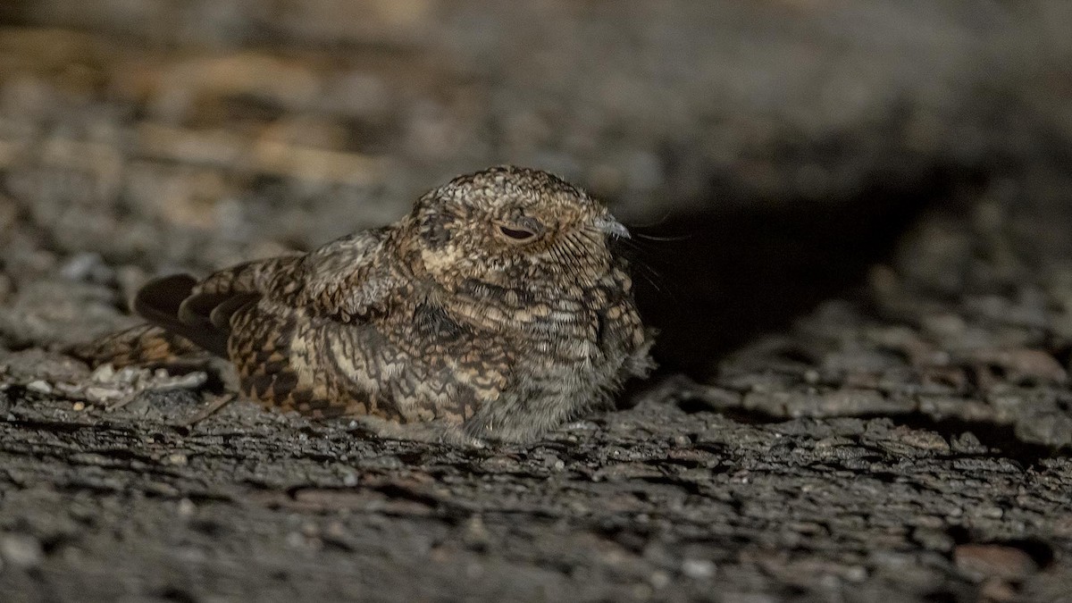 ハシナガヨタカ - ML644579822