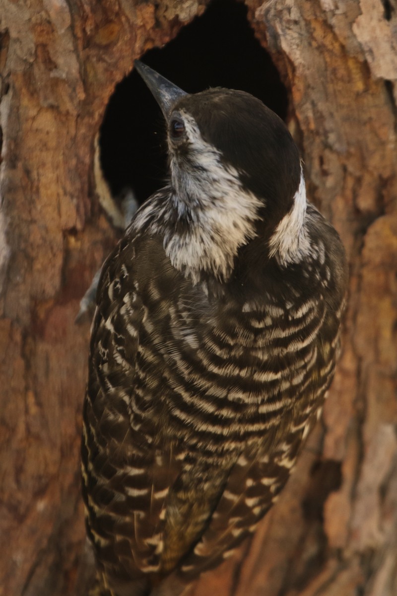 Pito Cardenal - ML644579827