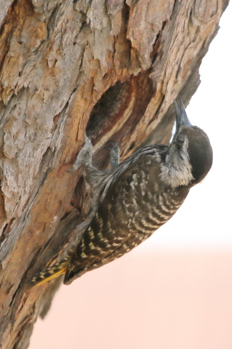 Pito Cardenal - ML644579828